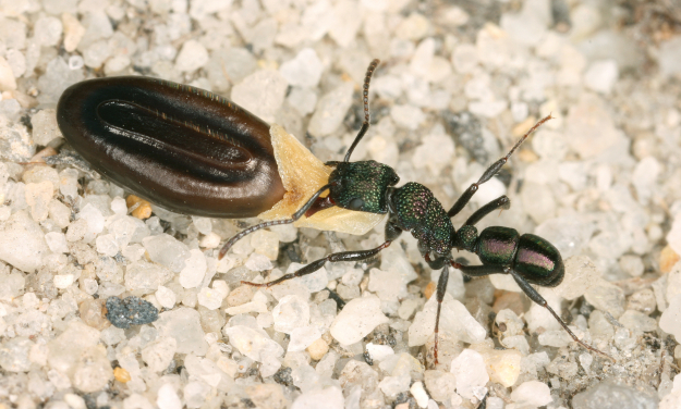 Figure 2: Seed being dispersed by an ant of the Rhytidoponera genus in Australia. Photo Credit @Benoit Guénard.
 